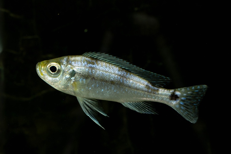 Haplotaxodon trifasciatus 'Izinga'